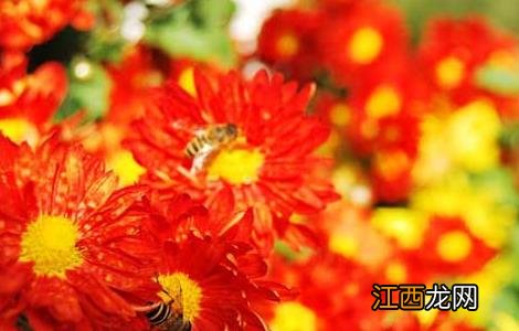 红花的功效与作用 红花的功效与作用与主治