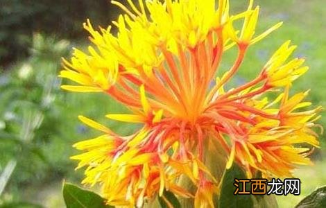 红花的功效与作用 红花的功效与作用与主治