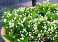 茉莉花怎么养殖 茉莉花怎么养殖开花多