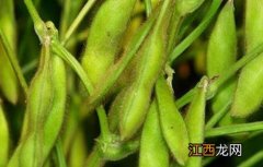 大豆豆荚内无豆粒是什么原因 大豆豆荚内无豆粒是什么原因造成的