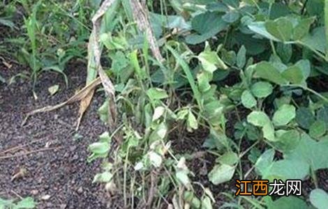 花生早衰原因及防治措施有哪些 花生早衰原因及防治措施