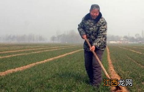 小麦断根时间和方法 小麦的根部