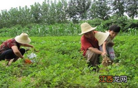 花生踩秧什么时候踩 花生踩秧方法