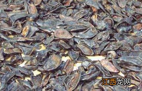 水蛭的功效与作用及禁忌 水蛭的功效与作用及禁忌和副作用