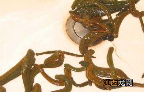 水蛭的功效与作用及禁忌 水蛭的功效与作用及禁忌和副作用