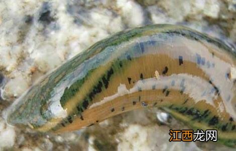 水蛭的功效与作用及禁忌 水蛭的功效与作用及禁忌和副作用