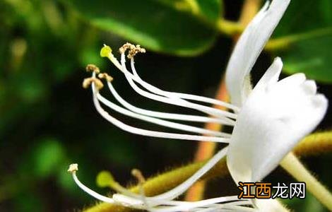 复方金银花有什么副作用 金银花有什么副作用