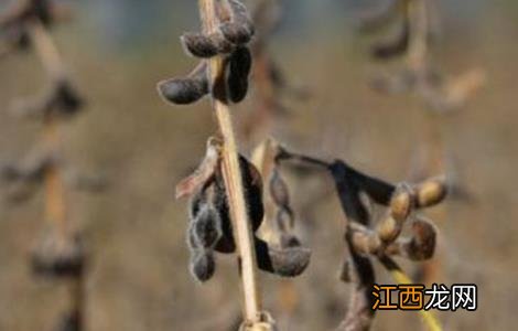 大豆自留种注意事项有哪些 大豆自留种注意事项