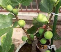 无花果能种在院子里吗风水好吗 无花果能种在院子里吗