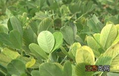 花生黄叶是怎么回事 花生黄叶怎么回事 花生黄叶用打什么药