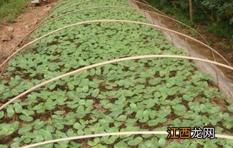 棉花大小苗是怎么造成的 棉花的幼苗