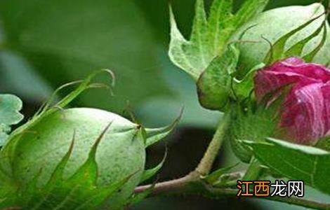 棉花花铃期如何管理 棉花开花期如何管理