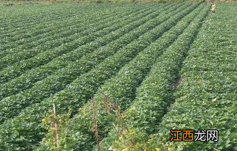 毛薯的种植时间与方法 毛薯的种植时间与方法图片