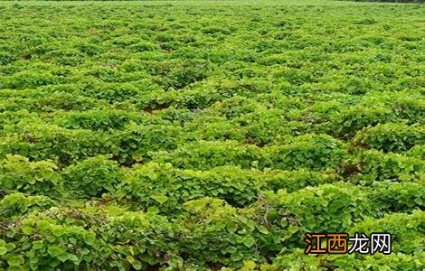 毛薯的种植时间与方法 毛薯的种植时间与方法图片