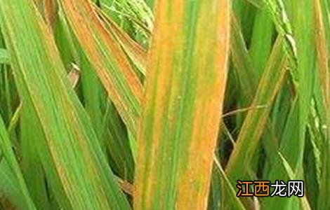 水稻叶子发红是什么病 水稻叶子发红是什么病毒