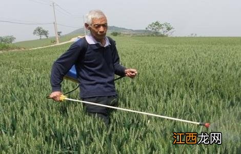 小麦叶面肥喷施要点 小麦叶面肥喷施要点有哪些