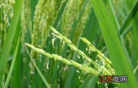 水稻结实期管理要点 水稻结实期管理要点是什么