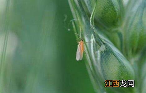 小麦吸浆虫防治技术视频 小麦吸浆虫防治技术