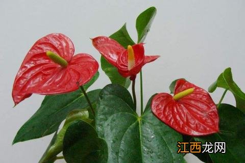 手掌花怎么养? 手掌花怎么养