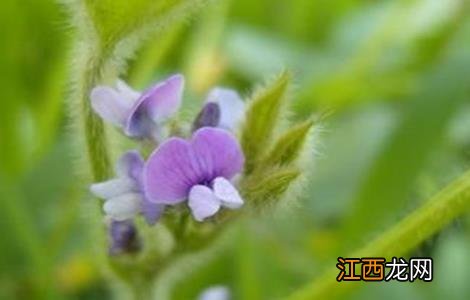 大豆花期管理要点 大豆花期管理及病虫害防治