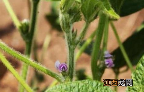 大豆花期管理要点 大豆花期管理及病虫害防治