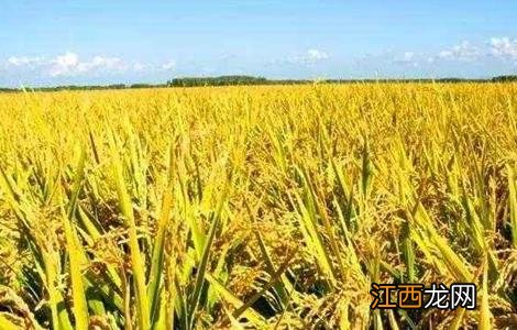 水稻如何管理防治病虫害 水稻如何管理防治病虫害措施