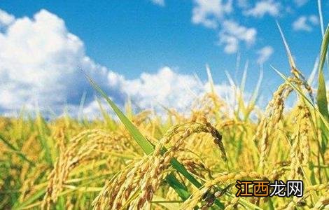 水稻如何管理防治病虫害 水稻如何管理防治病虫害措施