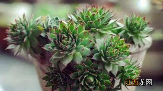 观音莲要深盆还是浅盆好 观音莲要深盆还是浅盆