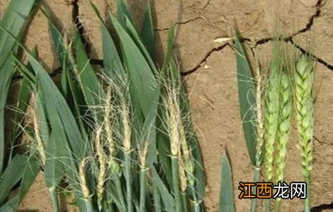小麦后期死穗的原因 小麦死穗原因及防治措施