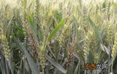 小麦后期死穗的原因 小麦死穗原因及防治措施