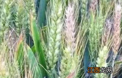 小麦后期死穗的原因 小麦死穗原因及防治措施