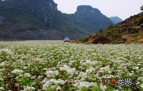 荞麦施肥技术 荞麦施肥技术要点