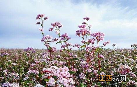 荞麦如何种植才能高产呢 荞麦如何种植才能高产