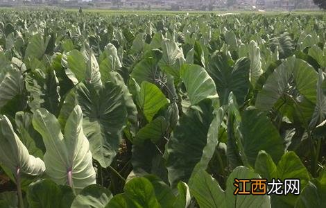 香芋怎么种好活 香芋怎么种好