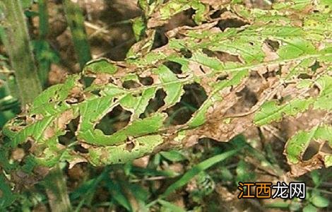 芝麻常见病虫害的防治措施 芝麻常见病虫害的防治