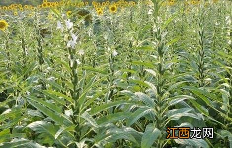 芝麻高产田间管理方法 芝麻高产田间管理