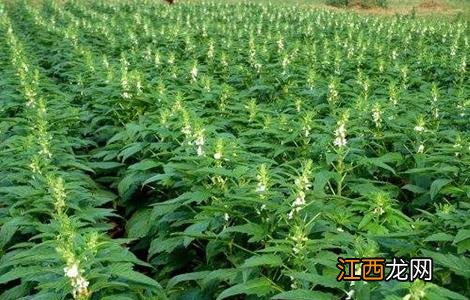 芝麻高产田间管理方法 芝麻高产田间管理