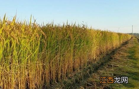 粳米种植技术 粳米种植技术视频