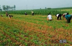 黑豆施肥技术 黑豆施肥原则