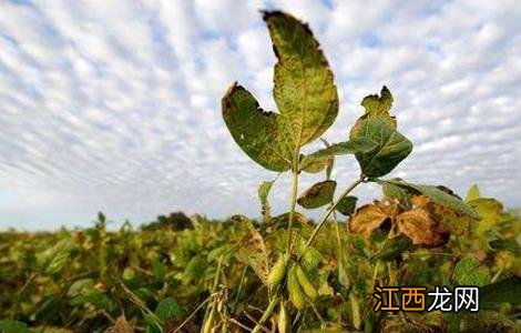 大豆倒伏原因及防止方法 大豆倒伏原因及防止方法