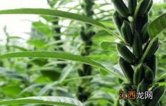 芝麻倒伏后要怎样处理 芝麻倒伏原因及防治措施