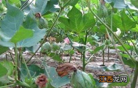 棉花早衰的防治方法 棉花早衰原因及防治措施