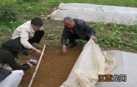 棉花播后遇雨该怎么办 棉花刚播完就下雨了怎么办