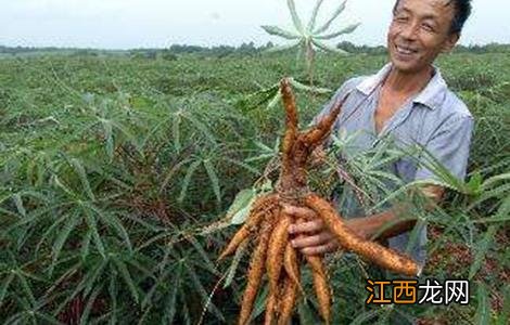 木薯种植注意事项 木薯的种植方法及管理技术