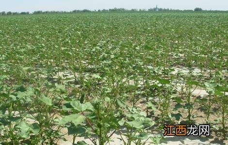 棉花播种后常见问题有哪些 棉花播种后常见问题