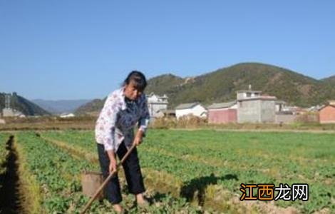 油菜的高产施肥技术 油菜的高产施肥技术是什么