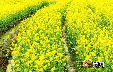 油菜种植如何鉴别缺肥症 油菜种植如何鉴别缺肥症状图片