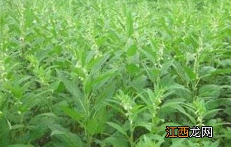 芝麻苗期怎么管理 芝麻的苗期管理技术