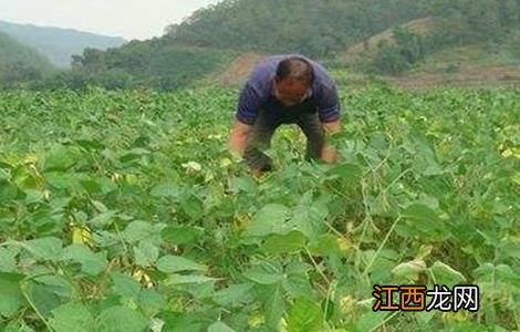 大豆对环境条件的要求 大豆对环境条件的要求是什么