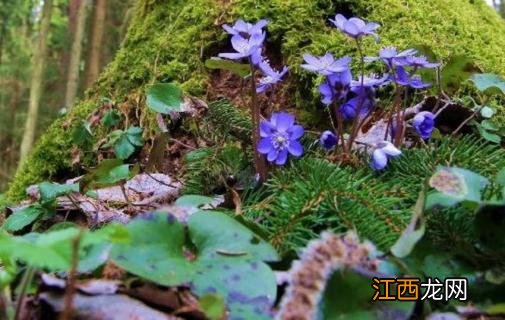 辉县花七森林好玩吗 辉县花七森林在哪